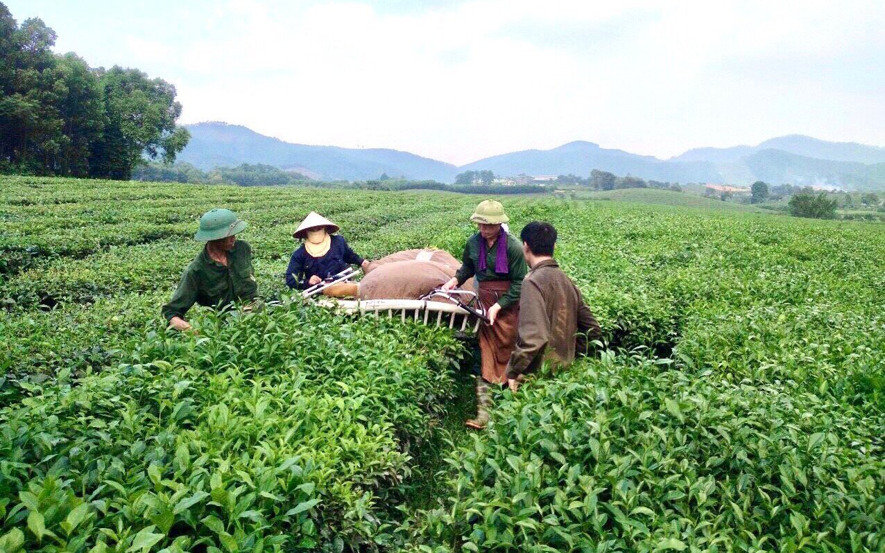 Loại cây trồng chủ lực trên đất Tổ đẻ búp tua tủa, nhà nông hái ra tiền nhờ "ăn" phân bón Lâm Thao