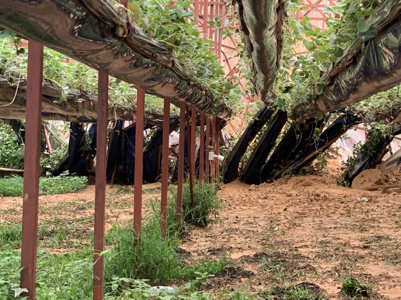 Sạt taluy làm sập nhà kính trồng dâu tây ở Đà Lạt, người dân thiệt hại hàng trăm triệu - Ảnh 2.
