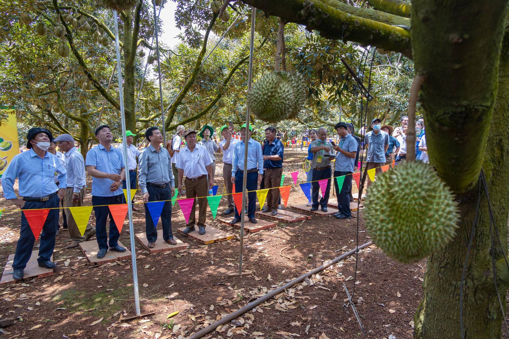 Số hóa, tích hợp công nghệ để xây dựng vùng nguyên liệu nông, lâm sản đạt chuẩn - Ảnh 10.