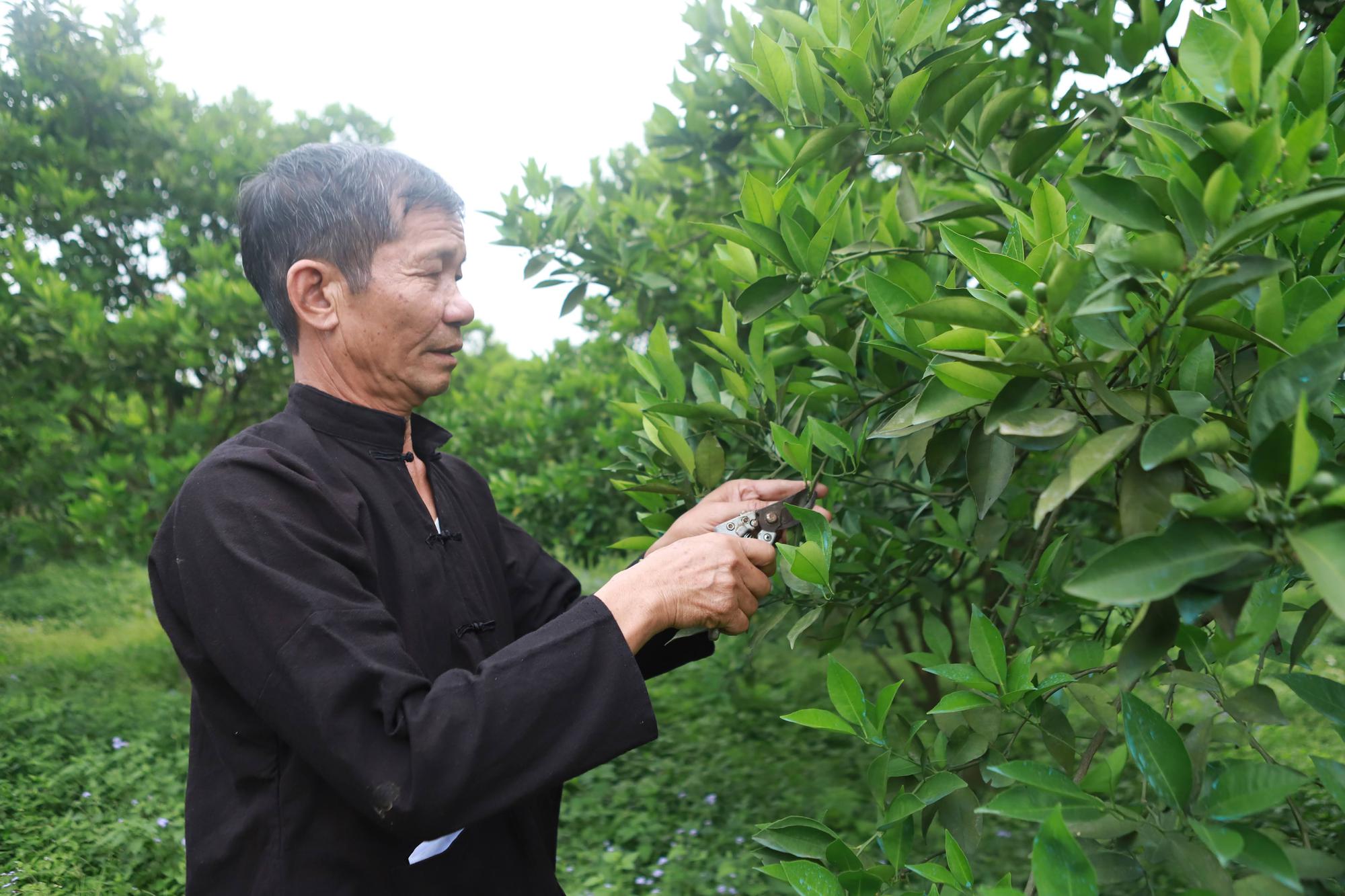 Nông dân sản xuất, kinh doanh giỏi: Biểu tượng của một lớp nông dân mới - Ảnh 3.