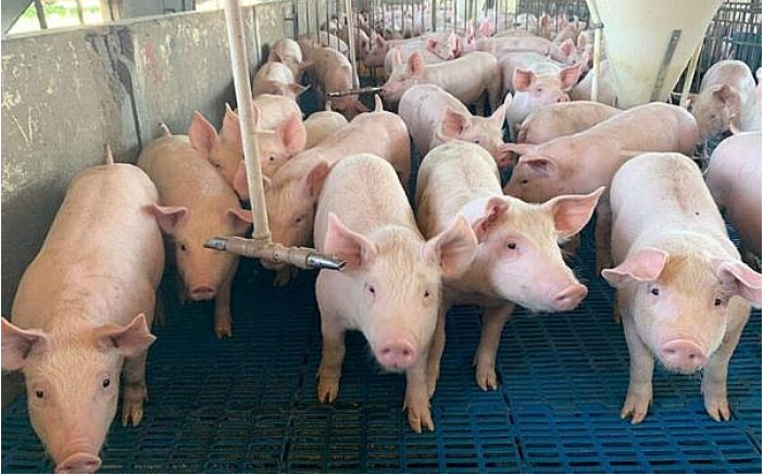 Giá lợn hơi cao nhất tại tiếp tục tụt xuống, chỉ còn 67.000 đồng/kg - Ảnh 2.