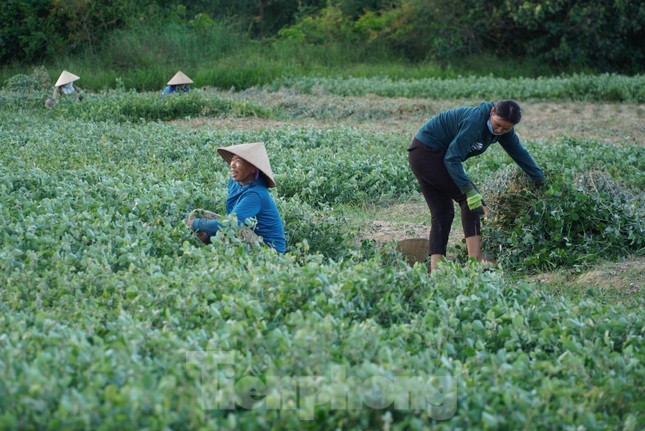 Nhộn nhịp vào mùa thu hoạch cây dược liệu ở Hà Tĩnh - Ảnh 2.