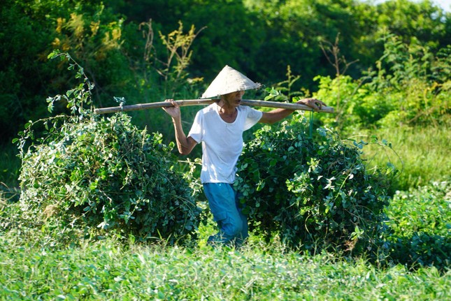 Nhộn nhịp vào mùa thu hoạch cây dược liệu ở Hà Tĩnh - Ảnh 9.