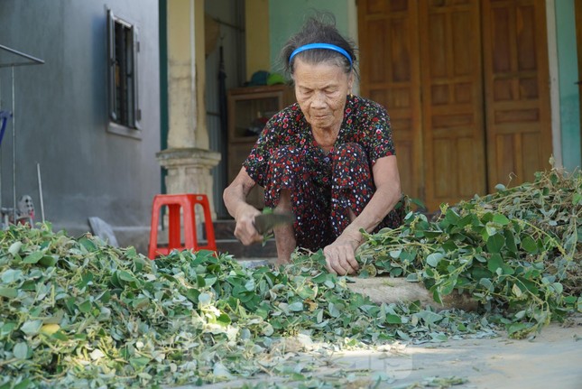 Nhộn nhịp vào mùa thu hoạch cây dược liệu ở Hà Tĩnh - Ảnh 10.