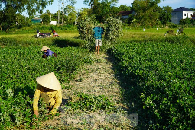 Nhộn nhịp vào mùa thu hoạch cây dược liệu ở Hà Tĩnh - Ảnh 1.