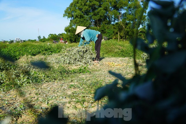 Nhộn nhịp vào mùa thu hoạch cây dược liệu ở Hà Tĩnh - Ảnh 6.