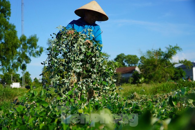 Nhộn nhịp vào mùa thu hoạch cây dược liệu ở Hà Tĩnh - Ảnh 8.