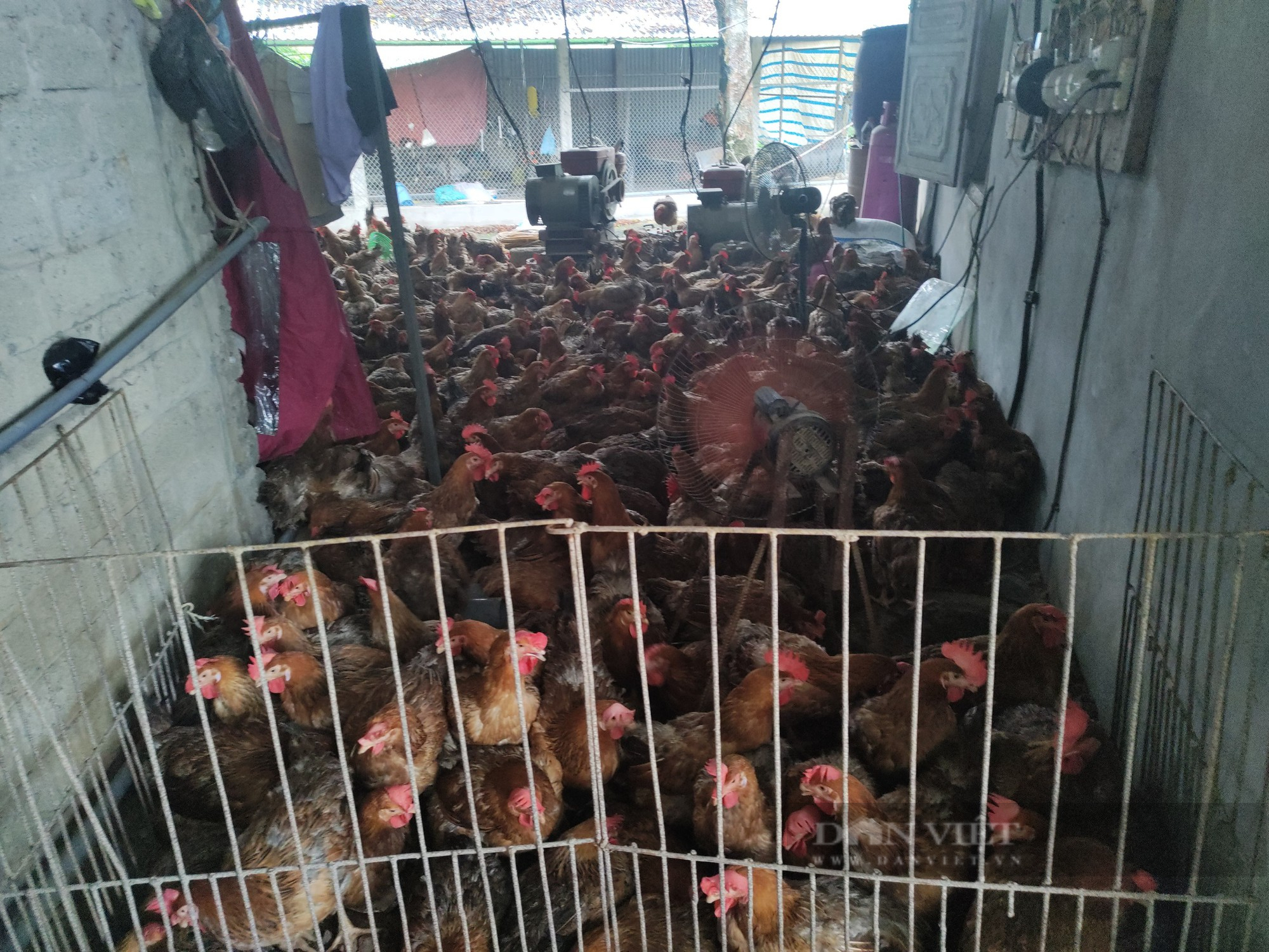 Nước lũ dâng cao đột ngột, nông dân Hà Nội chết gần 2 nghìn con gà chỉ trong 30 phút - Ảnh 5.