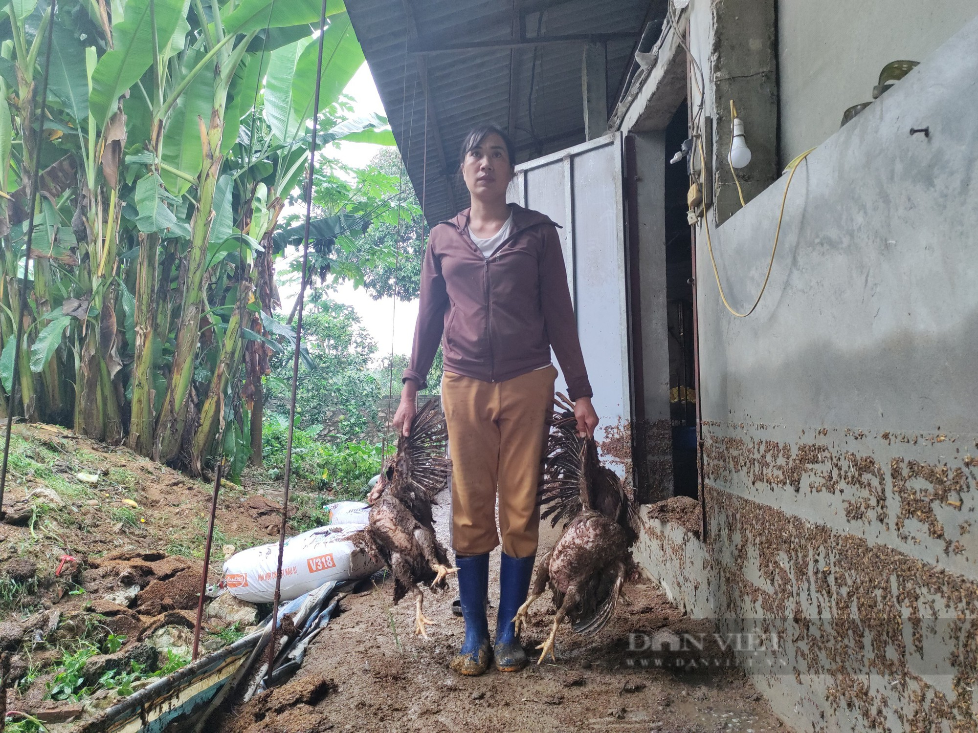 Nước lũ dâng cao đột ngột, nông dân Hà Nội chết gần 2 nghìn con gà chỉ trong 30 phút - Ảnh 2.