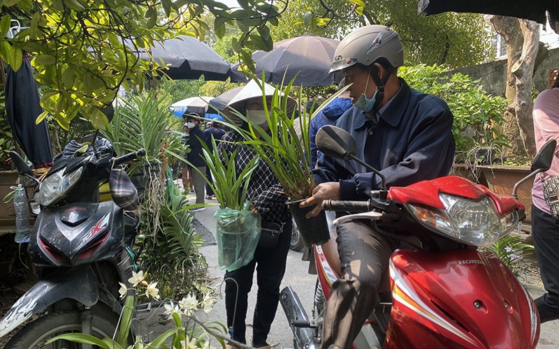 Rừng xơ xác bởi các &quot;thợ săn&quot; phong lan rừng, hoa lan rừng trong sách Đỏ có loài đã tuyệt chủng