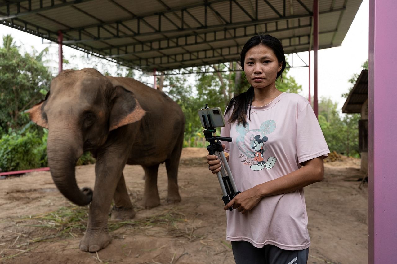 Những chú voi &quot;thất nghiệp&quot; ở Thái Lan - Ảnh 2.