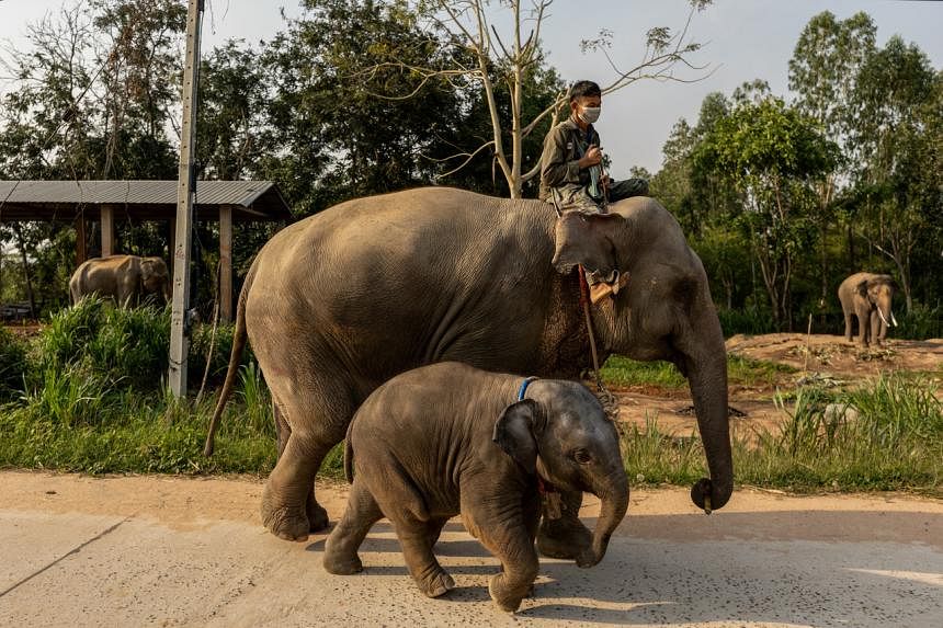 Những chú voi &quot;thất nghiệp&quot; ở Thái Lan - Ảnh 1.