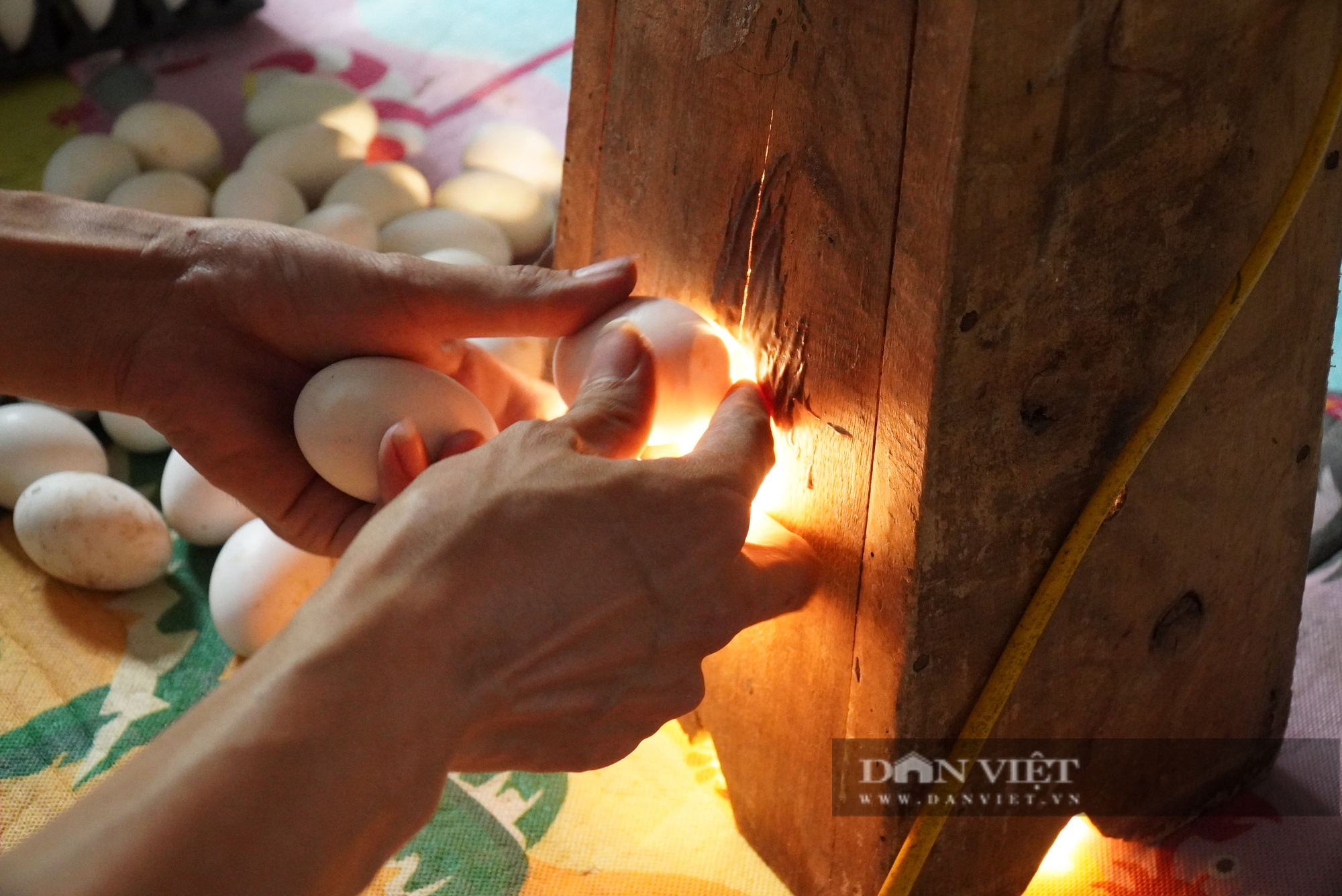 Nuôi vịt đẻ lấy trứng ấp thành trứng lộn, một nông dân ở Bắc Giang được bình chọn Nông dân Việt Nam xuất sắc 2022 - Ảnh 4.