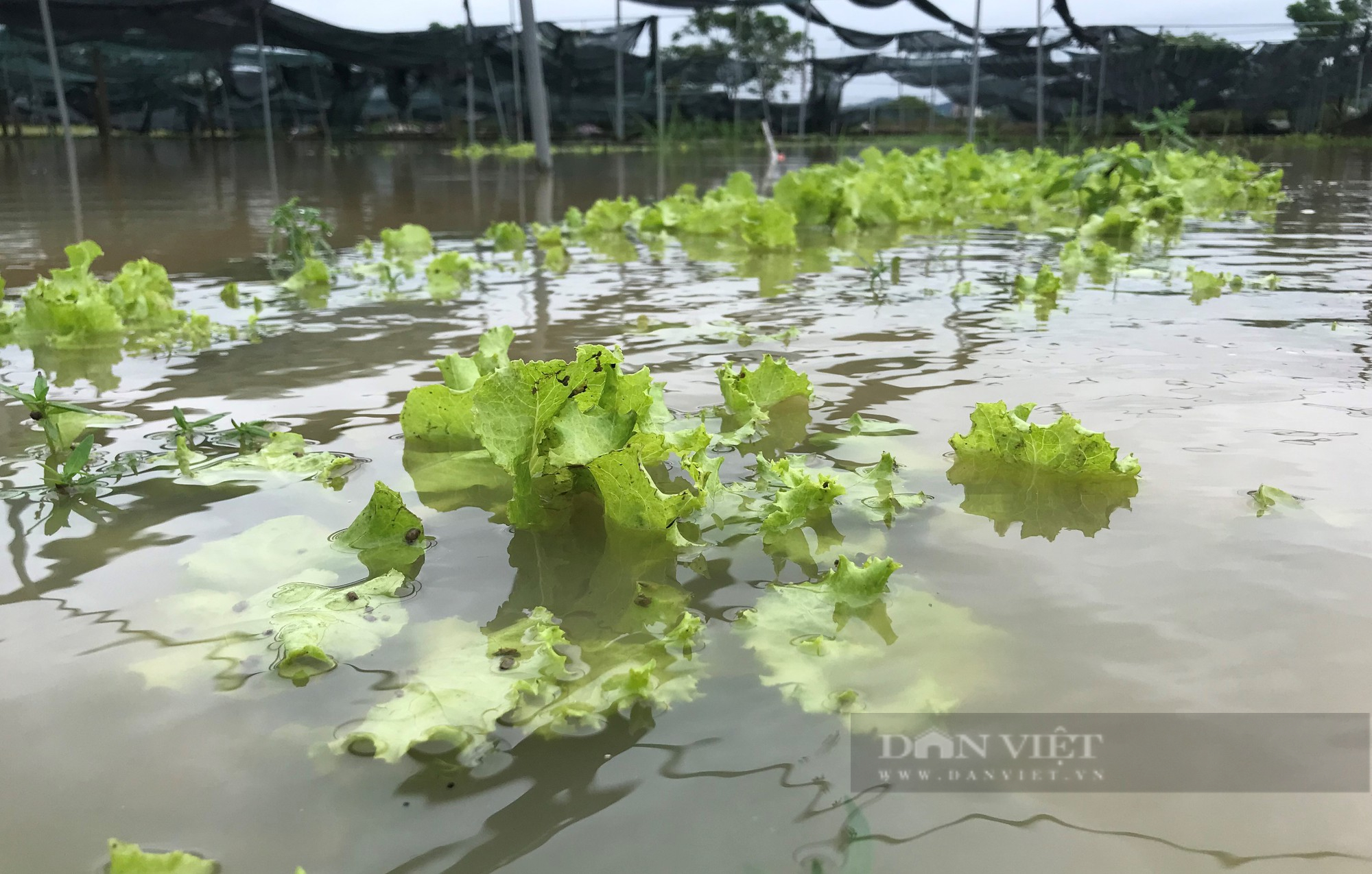 Mưa xối xả như dội bom, nông dân đau đớn nhìn rau chìm trong biển nước, dập nát - Ảnh 5.