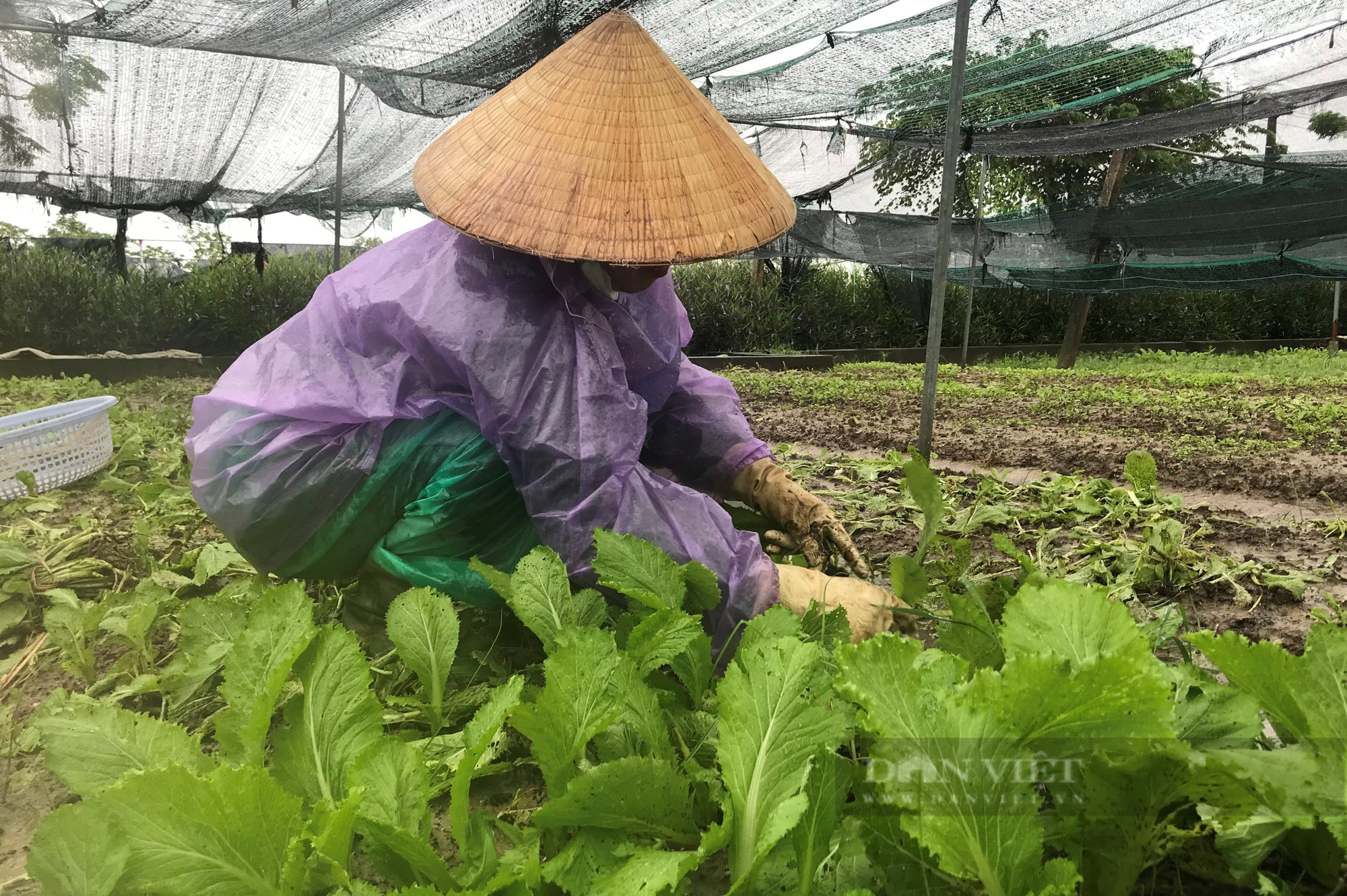 Mưa xối xả như dội bom, nông dân đau đớn nhìn rau chìm trong biển nước, dập nát - Ảnh 10.