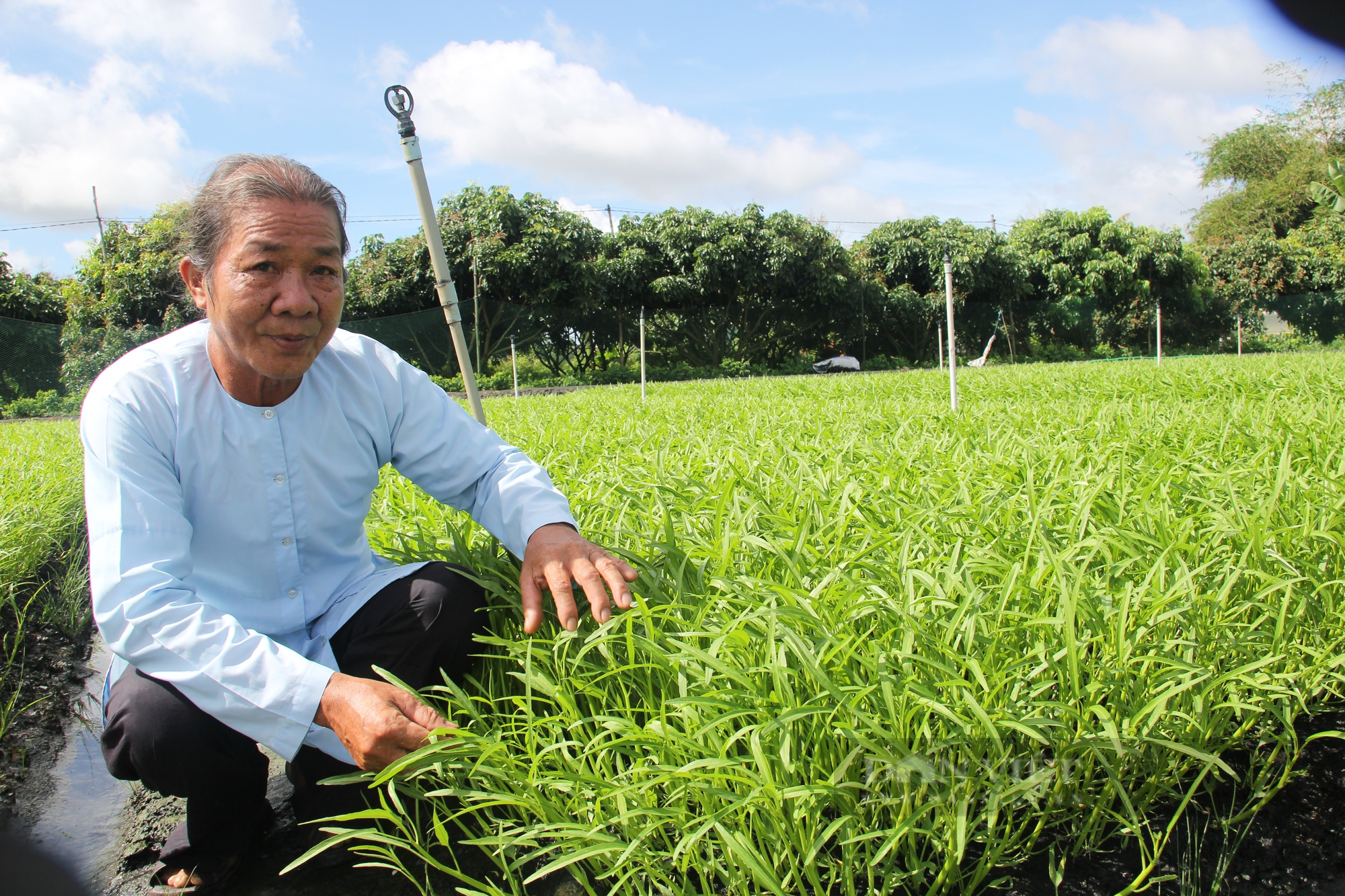 Nông dân xuất sắc 2022 đến từ Cần Thơ là người trồng cây rau muống, từng bán đất vì nợ nần - Ảnh 1.