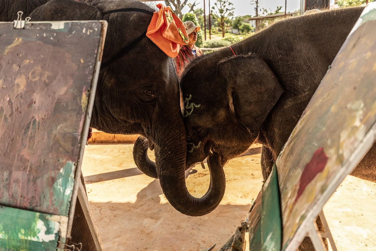 Những chú voi &quot;thất nghiệp&quot; ở Thái Lan - Ảnh 3.