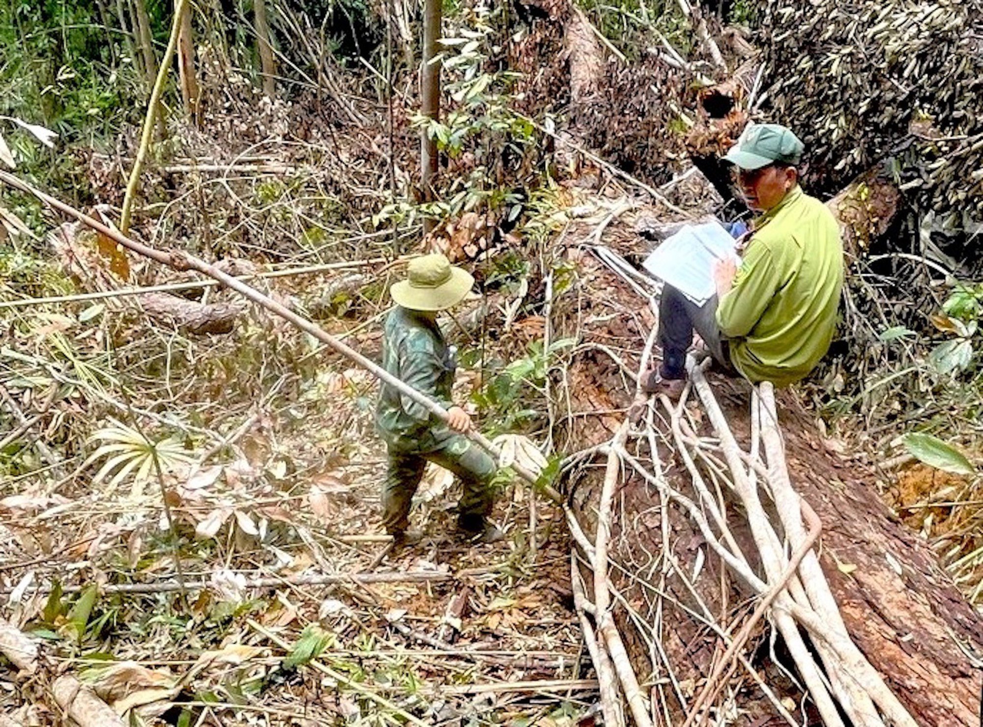 Kon Tum: Phát hiện vụ khai thác gỗ quy mô lớn ở vùng biên - Ảnh 3.
