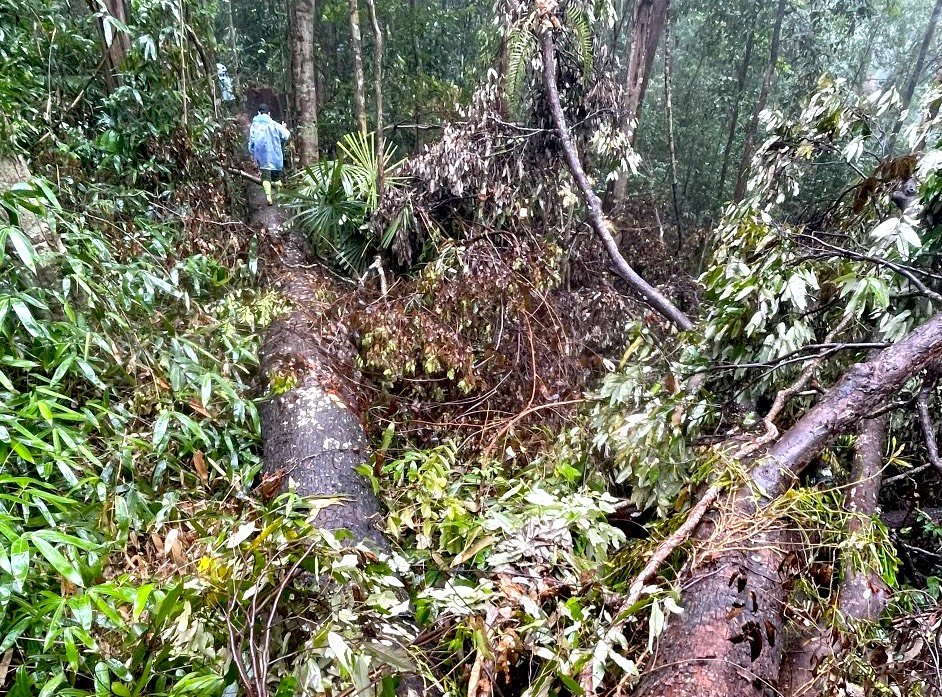 Kon Tum: Phát hiện vụ khai thác gỗ quy mô lớn ở vùng biên - Ảnh 4.