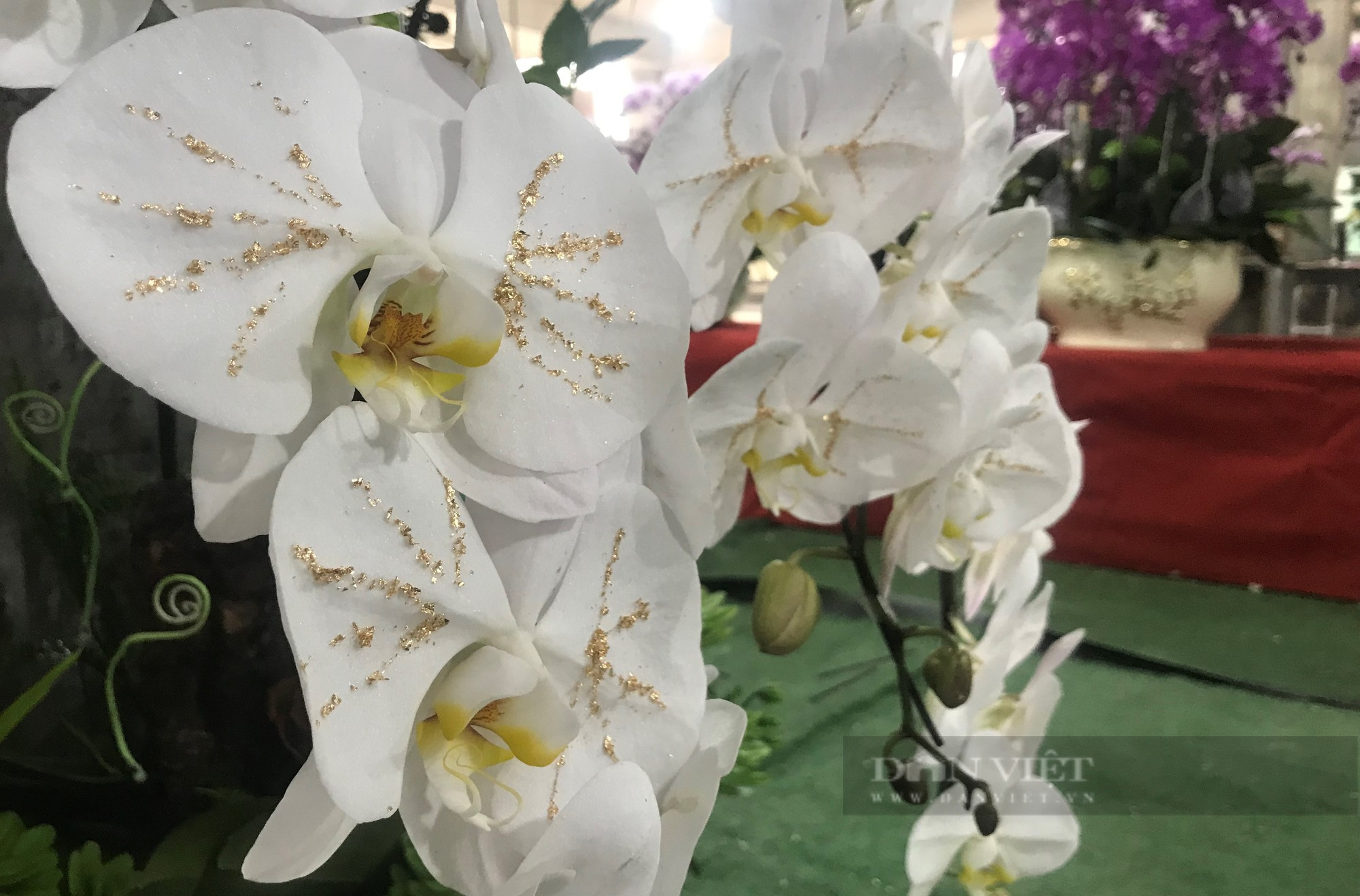 Hoa lan dát vàng 18k món đồ chơi Tết độc lạ, sang chảnh gây sốt thị trường hoa Tết thành Vinh - Ảnh 4.