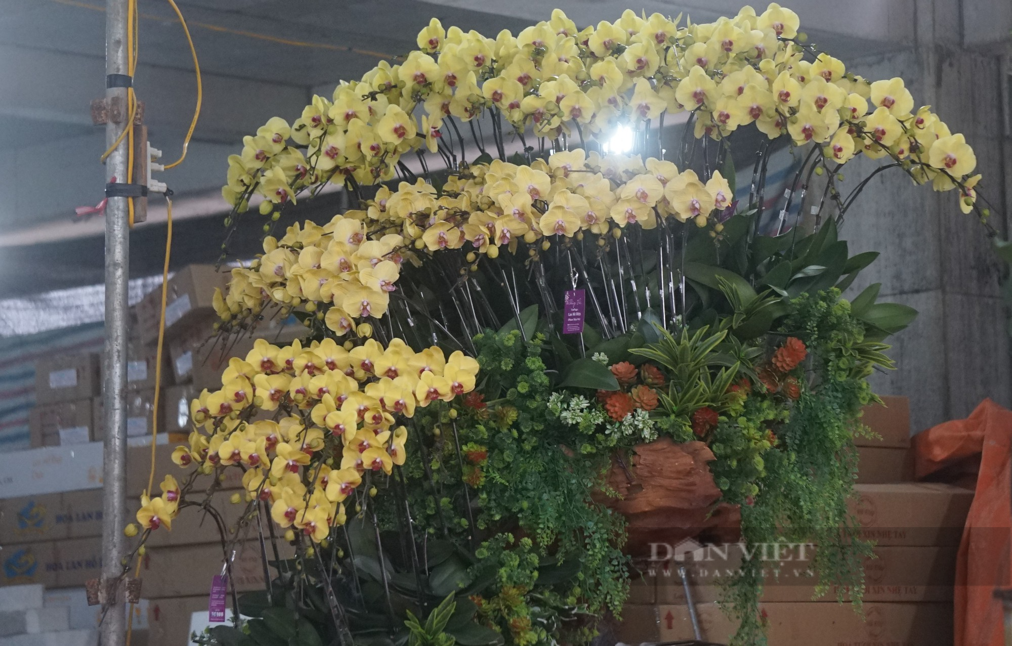 Hoa lan dát vàng 18k món đồ chơi Tết độc lạ, sang chảnh gây sốt thị trường hoa Tết thành Vinh - Ảnh 10.