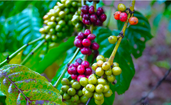Giá cà phê tăng trở lại, cà phê nội vượt mốc 45.000 đồng/kg - Ảnh 3.