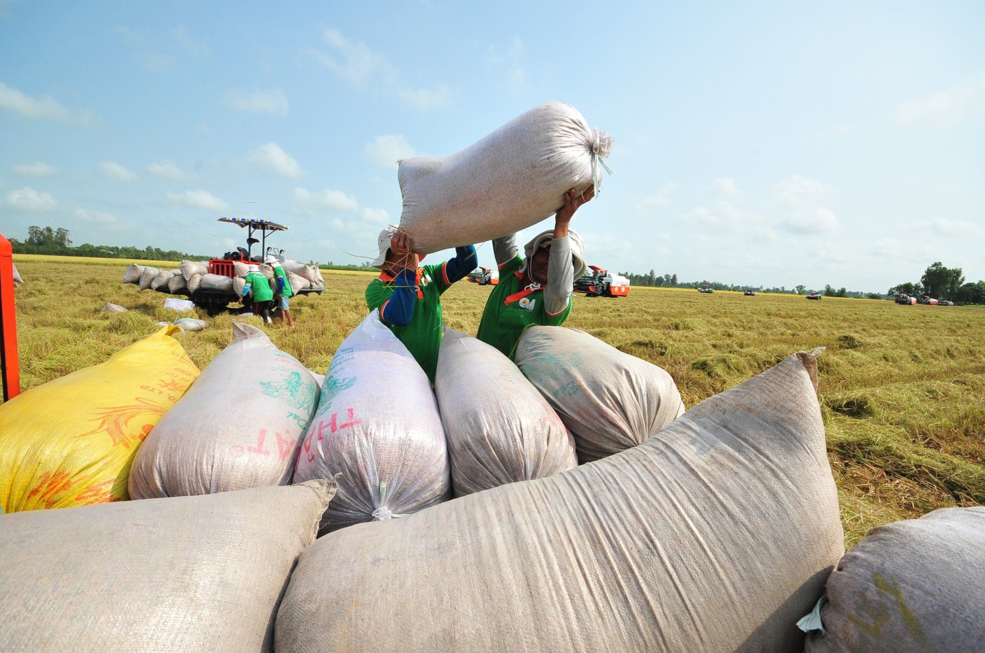 Thương mại gạo thế giới năm 2023 dự báo giảm, gạo Việt sẽ ảnh hưởng ra sao? - Ảnh 1.