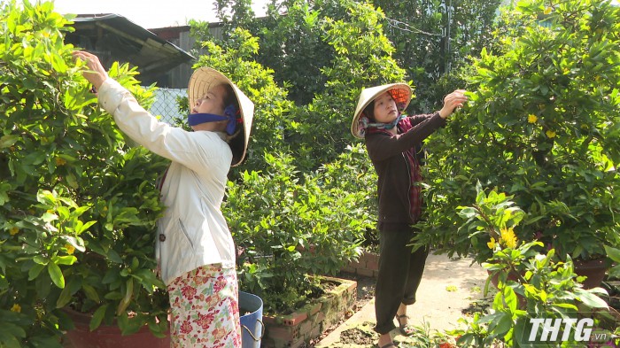 Trồng mai vàng, nghe nông dân chuyên nghiệp ở Tiền Giang tiết lộ bí quyết làm chậu mai Tết đẹp, hoa to - Ảnh 2.
