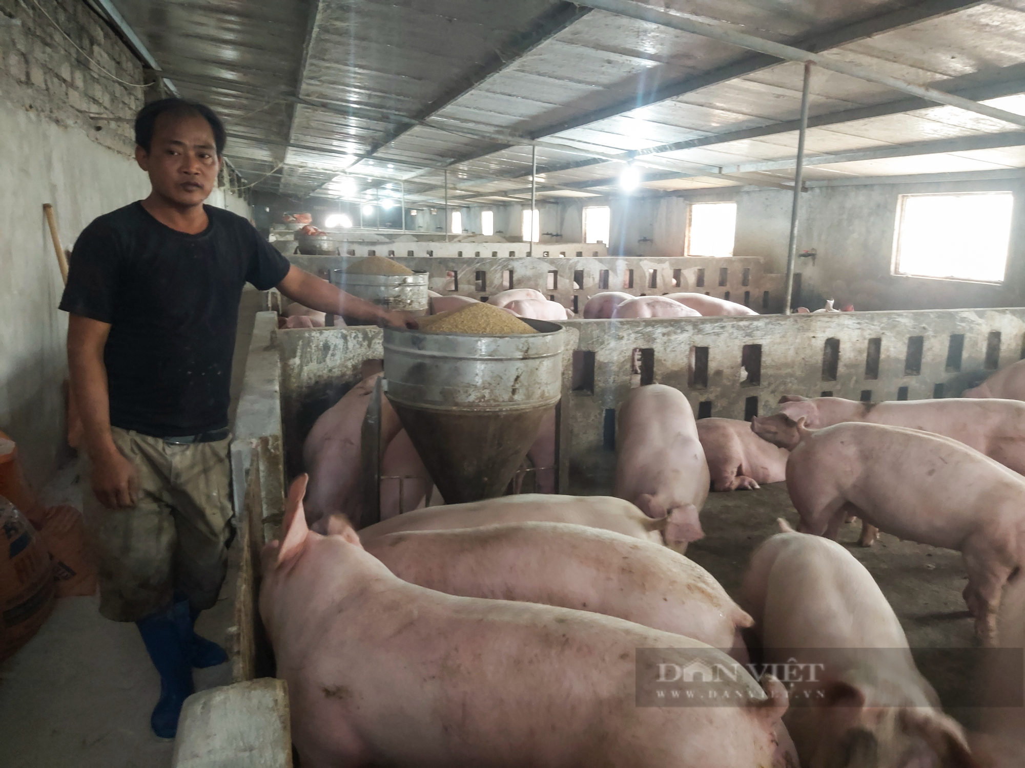 Giá lợn hơi giảm mạnh xuống 50.000 đồng/kg, người chăn nuôi lo mất Tết vì lỗ 500.000 đến 1 triệu đồng/con - Ảnh 2.