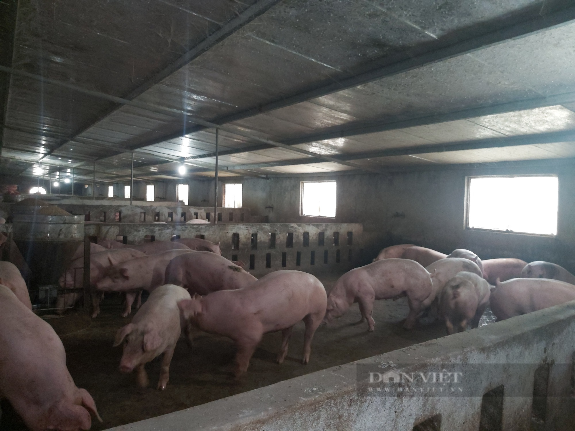 Giá lợn hơi giảm mạnh xuống 50.000 đồng/kg, người chăn nuôi lo mất Tết vì lỗ 500.000 đến 1 triệu đồng/con - Ảnh 3.