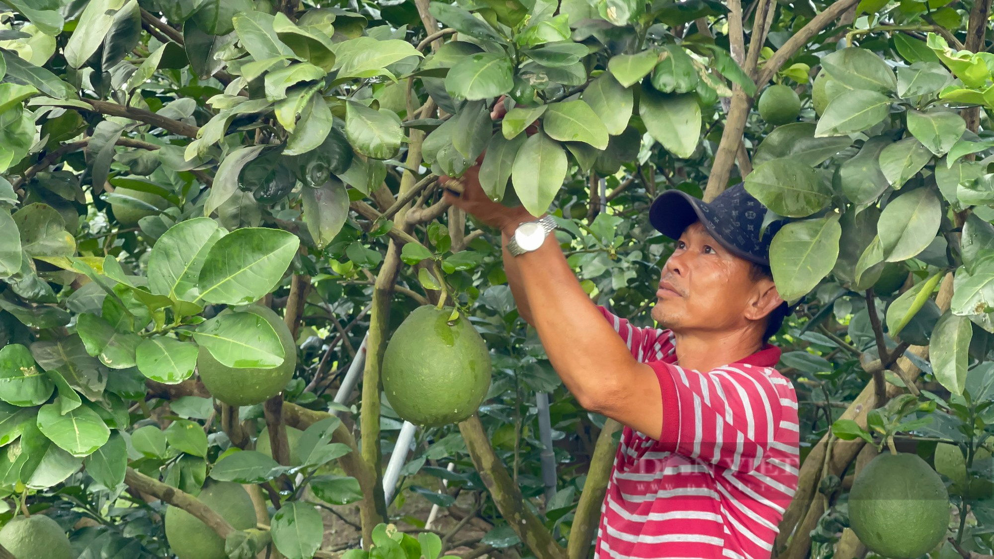 Đồng Nai: Bưởi tết vào vụ, giá vẫn thấp, nông dân thấp thỏm “buồn vì tết không ấm” - Ảnh 8.