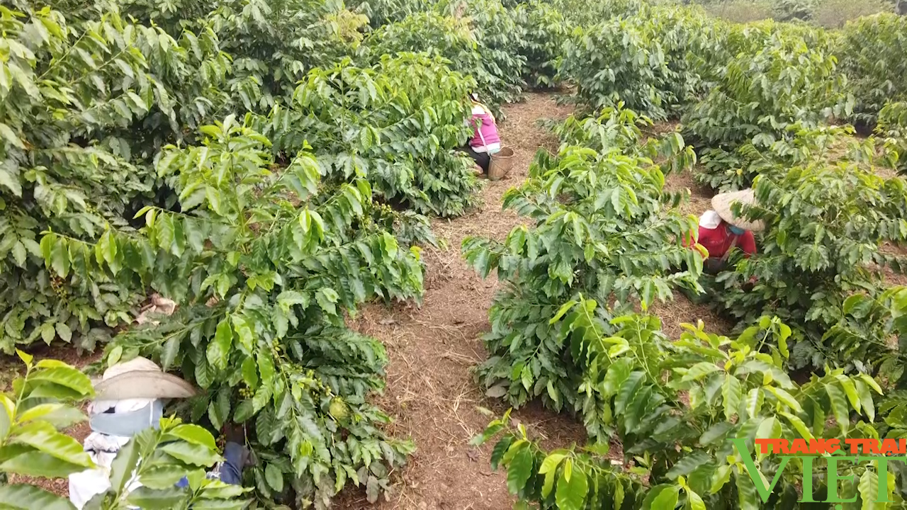 Vùng núi Sơn La phát triển nông nghiệp công nghệ cao - Ảnh 5.