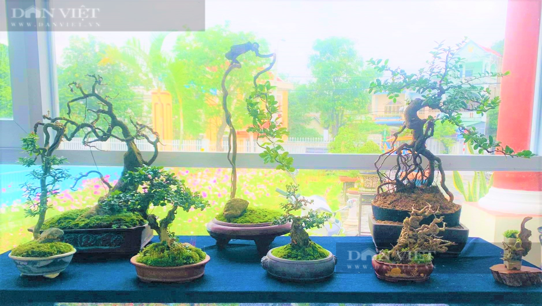Phú Yên: “Tuyệt phẩm” bonsai mini đắt đỏ dành cho nhà giàu dịp Tết - Ảnh 3.