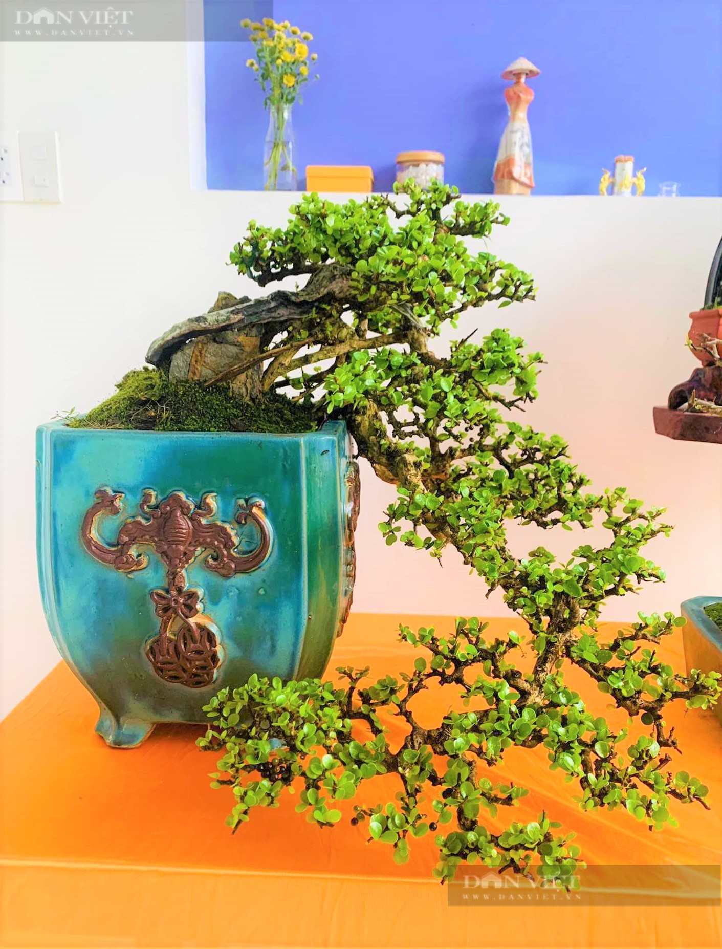 Phú Yên: “Tuyệt phẩm” bonsai mini đắt đỏ dành cho nhà giàu dịp Tết - Ảnh 4.