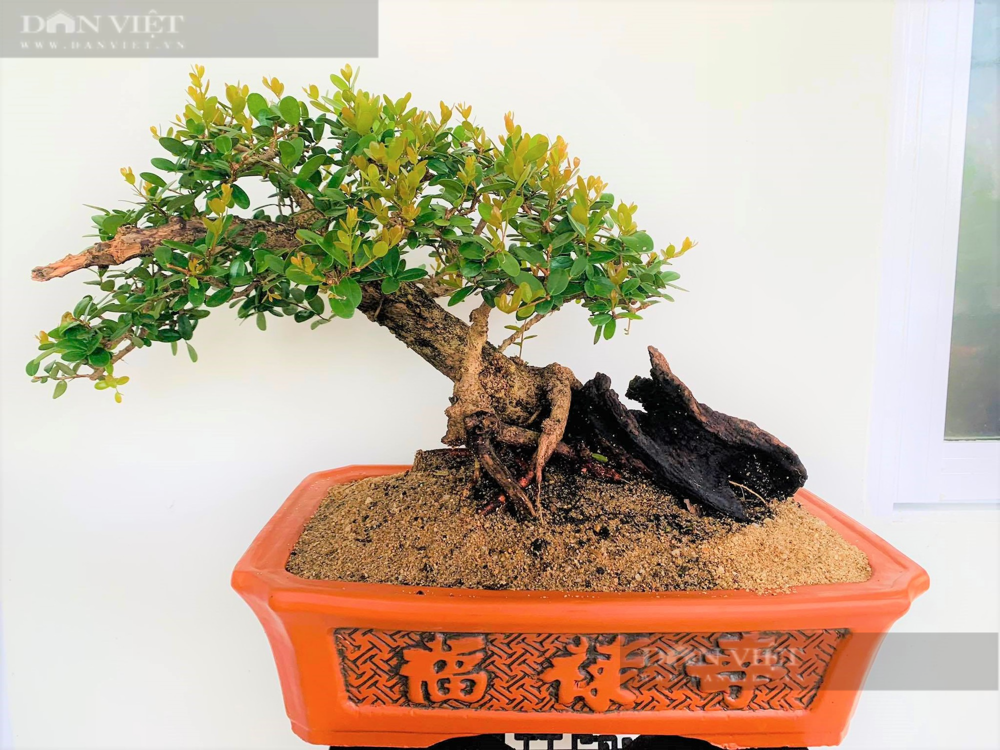 Phú Yên: “Tuyệt phẩm” bonsai mini đắt đỏ dành cho nhà giàu dịp Tết - Ảnh 5.