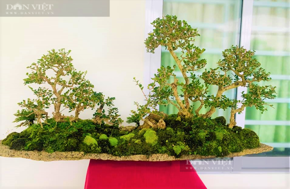 Phú Yên: “Tuyệt phẩm” bonsai mini đắt đỏ dành cho nhà giàu dịp Tết - Ảnh 7.