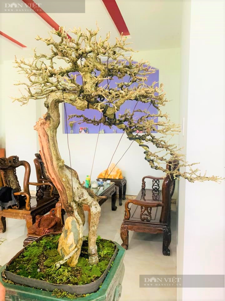 Phú Yên: “Tuyệt phẩm” bonsai mini đắt đỏ dành cho nhà giàu dịp Tết - Ảnh 11.