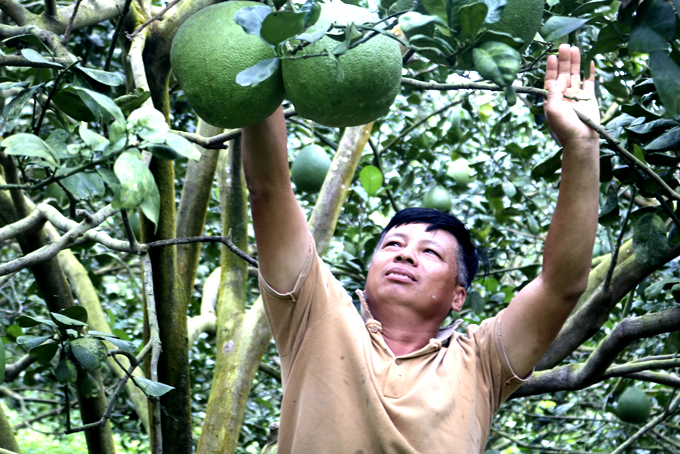 Tỷ phú nông dân ở Khánh Hòa chỉ trồng cây gì mà tích cóp gia sản 40 tỷ, mỗi năm thu nhập 1 tỷ? - Ảnh 1.