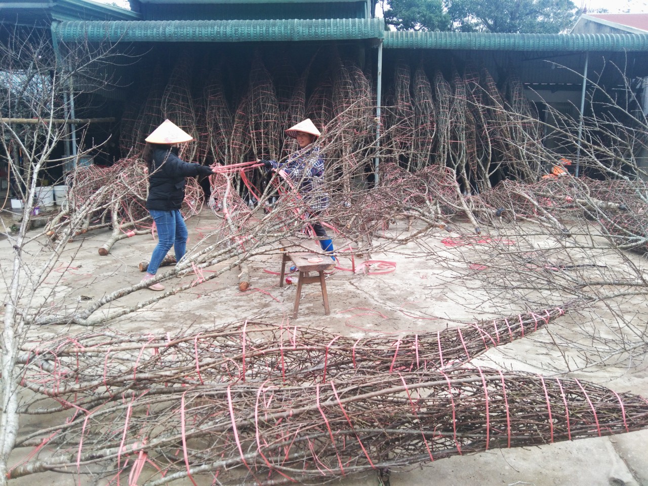 Chợ đào ấm trong sương giá - Ảnh 5.