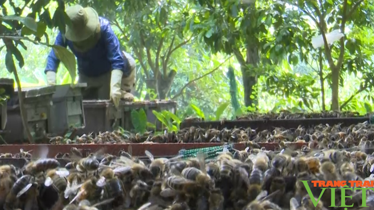 Nghề nuôi ong lấy mật ở Phổng Lái - Ảnh 3.