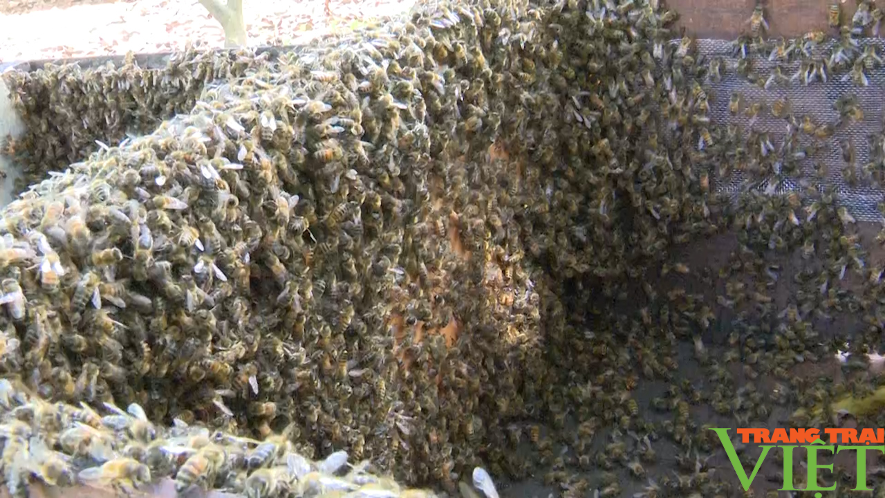 Nghề nuôi ong lấy mật ở Phổng Lái - Ảnh 4.