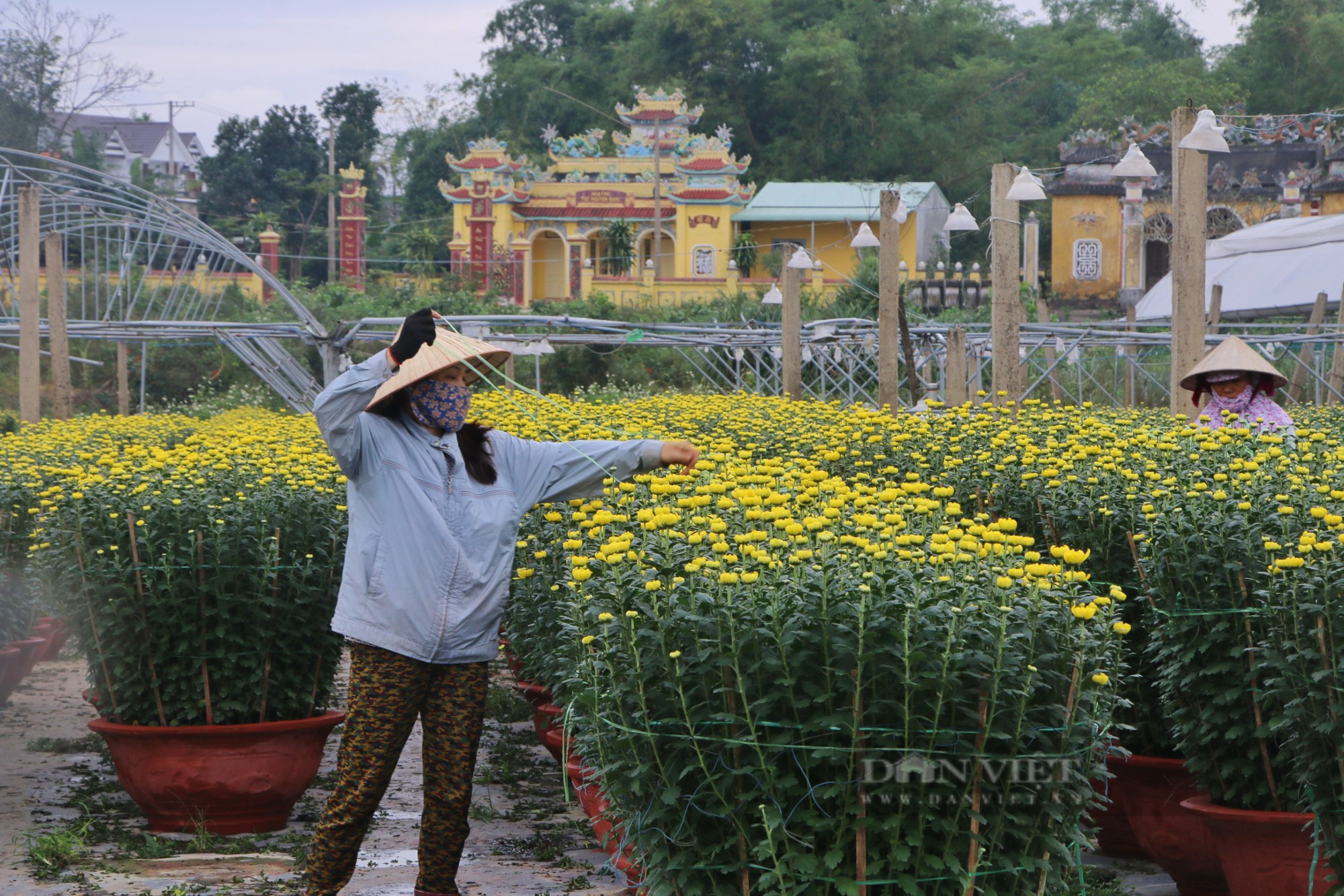 Vựa hoa lớn nhất tại Đà Nẵng trúng đậm, chưa đến Tết đã hết hoa - Ảnh 9.