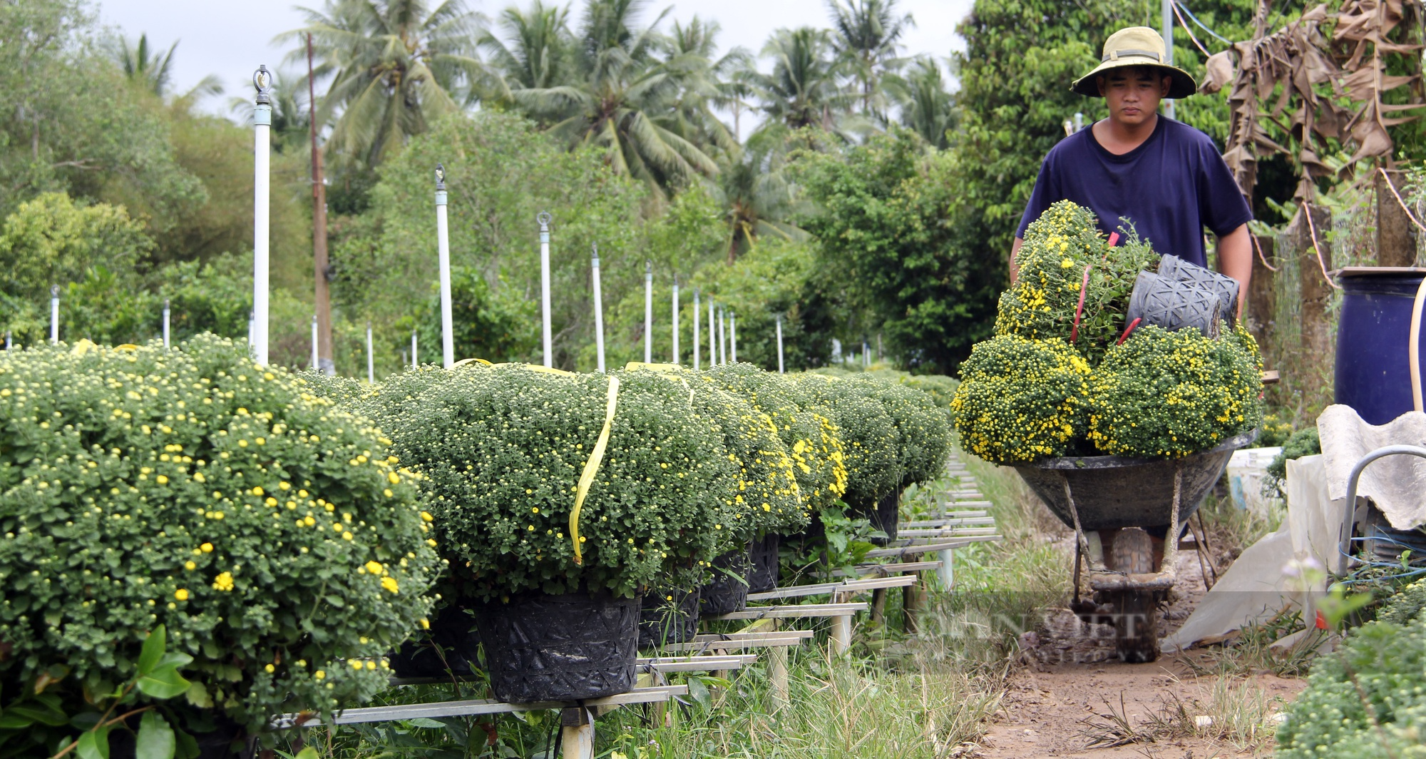 Nhộn nhịp cảnh hoa kiểng ở miền Tây rời vườn ra phố - Ảnh 8.