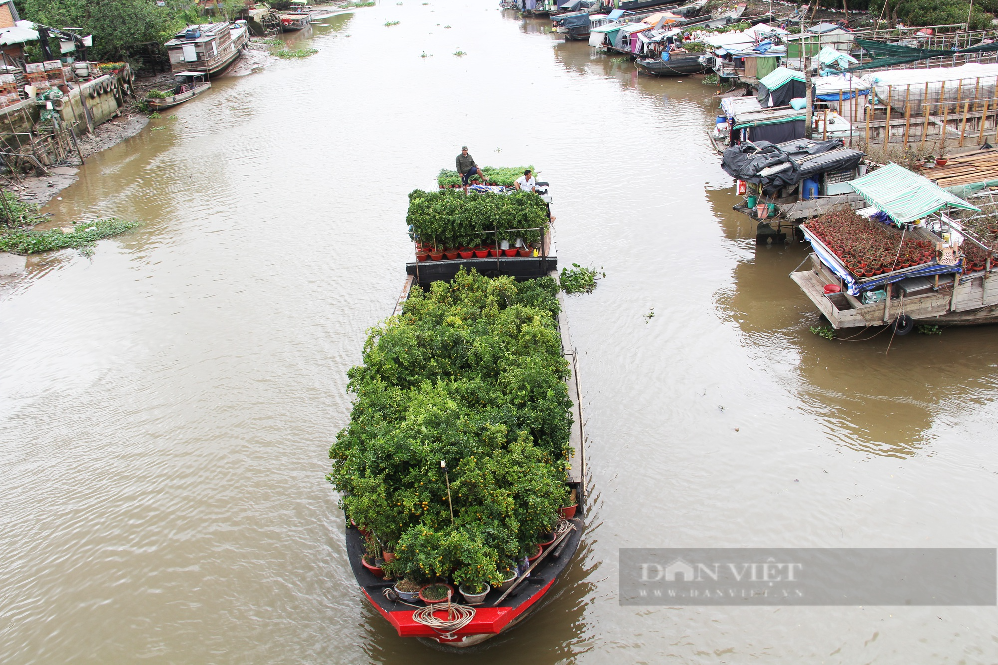 Nhộn nhịp cảnh hoa kiểng ở miền Tây rời vườn ra phố - Ảnh 12.