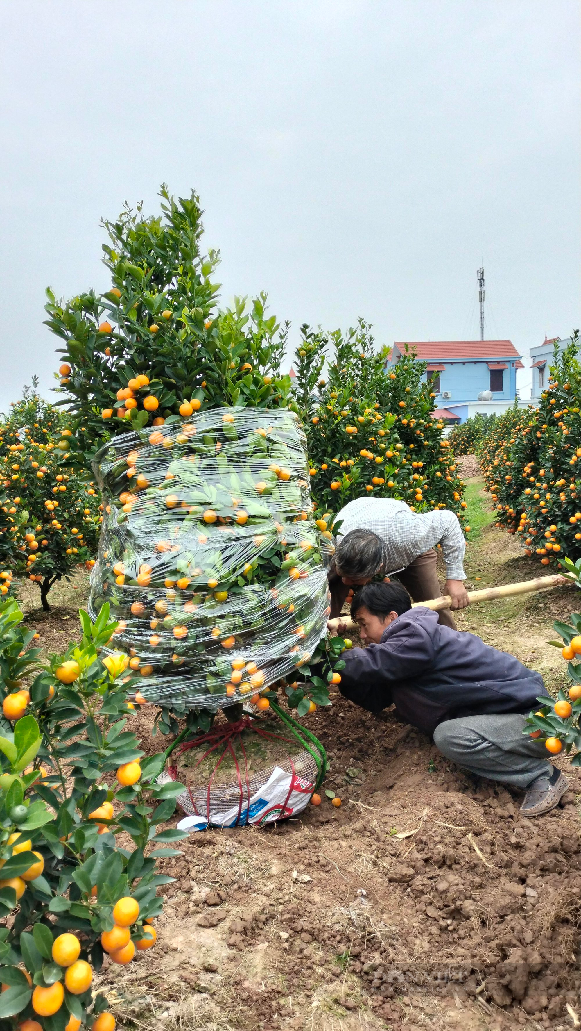 Giá quất cảnh tăng vọt giúp nông dân làng quất thu tiền tỷ dịp Tết Nguyên đán  - Ảnh 1.