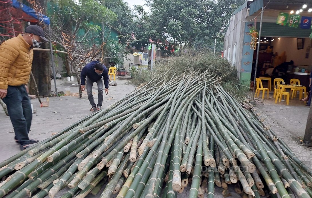 Nghệ An: Loại cây thẳng tắp dựng lên để xua xui xẻo, đón may mắn bán chạy như tôm tươi những ngày gần Tết - Ảnh 1.