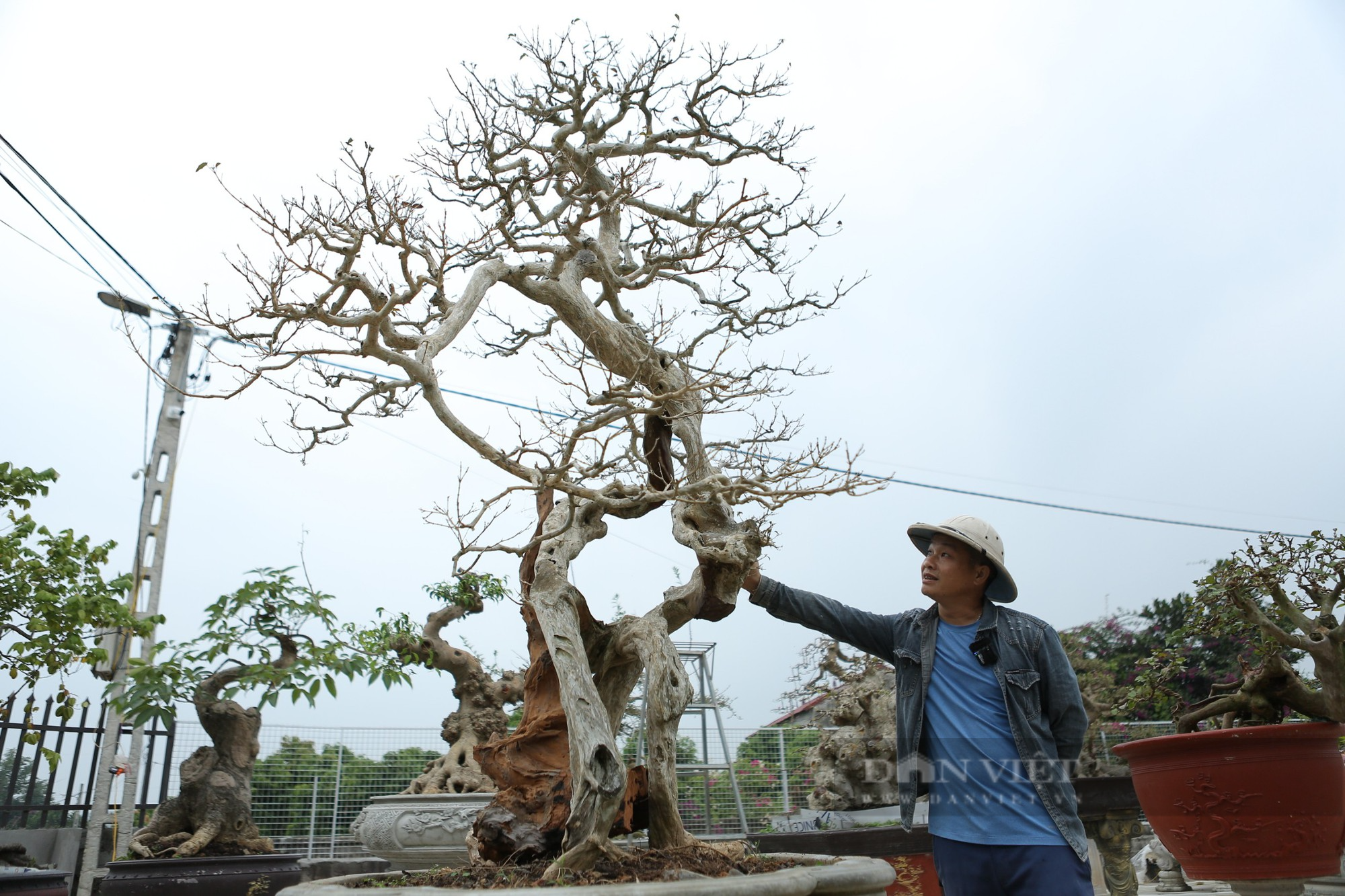Bất ngờ gốc duối cổ thụ, người ôm không hết ở Bắc Giang lại được triết từ phần ngọn cây - Ảnh 7.