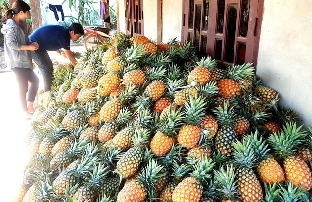 Hơn 80 sản phẩm nông nghiệp huyện Krông Bông tham gia quảng bá và xúc tiến thương mại  - Ảnh 3.