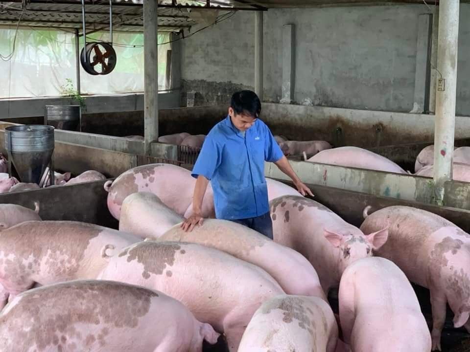 Giá lợn hơi toàn quốc lên nhanh, cao gần bằng với đỉnh điểm tháng 6 năm ngoái- Ảnh 2.