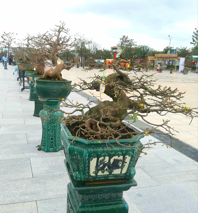 190 cây mai thế đẹp tượng trưng 190 năm danh xưng An Nhơn đất Bình Định - Ảnh 5.